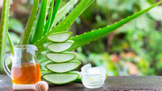 Aloe vera: benefici, proprietà e come coltivarla a casa