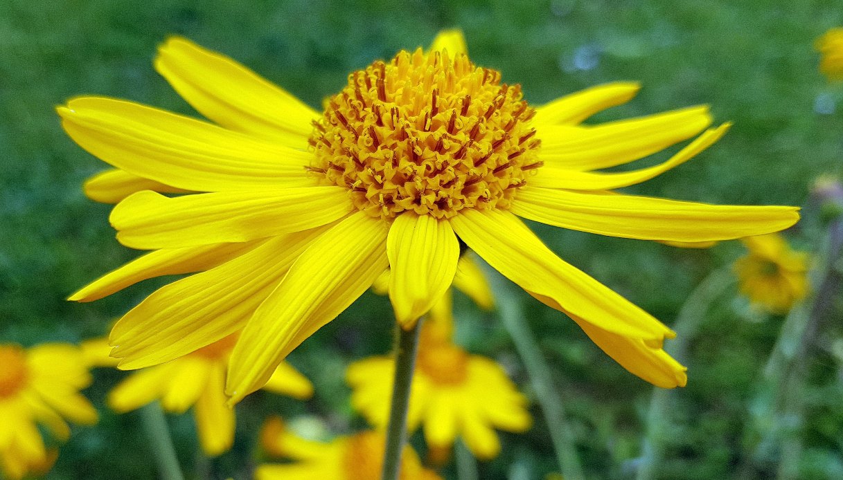 Arnica: proprietà, benefici e controindicazioni