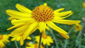 Arnica: proprietà, benefici e controindicazioni