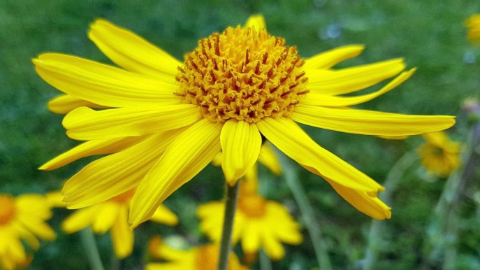 Arnica: proprietà, benefici e controindicazioni