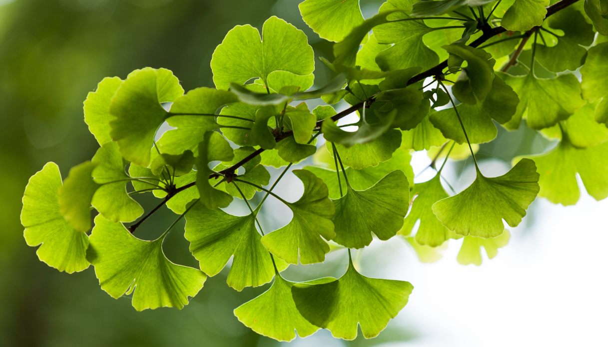 Ginkgo biloba: benefici, effetti e controindicazioni