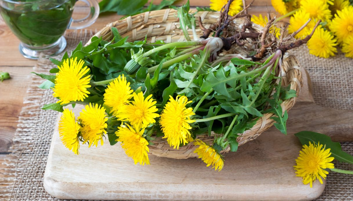 Tarassaco: proprietà, benefici e controindicazioni