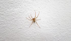 Ragno violino: come riconoscerlo e cosa fare in caso di morso