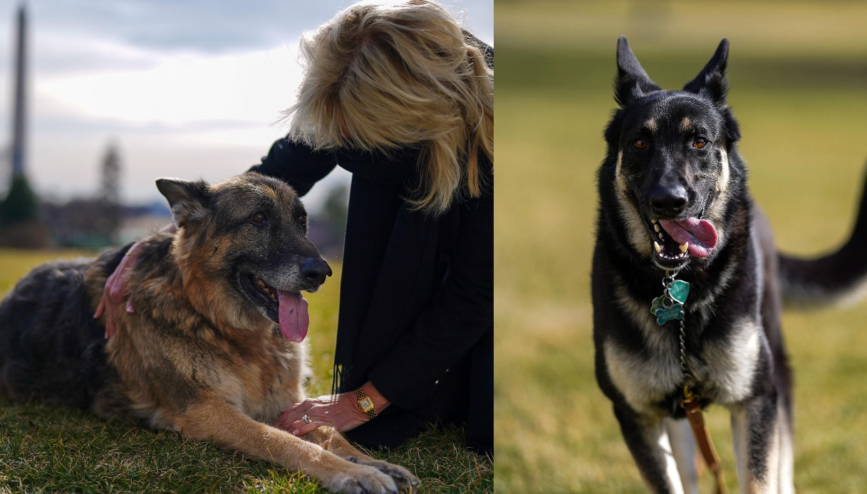 Champ e Major, i cani di Joe e Jill Biden arrivano alla Casa Bianca