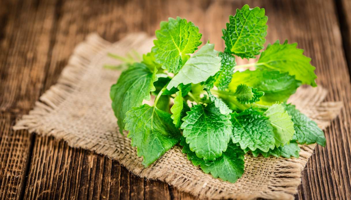 Melissa: proprietà, utilizzo e benefici