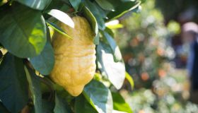 Cedro: agrume ricco di benefici, alleato della salute e della dieta