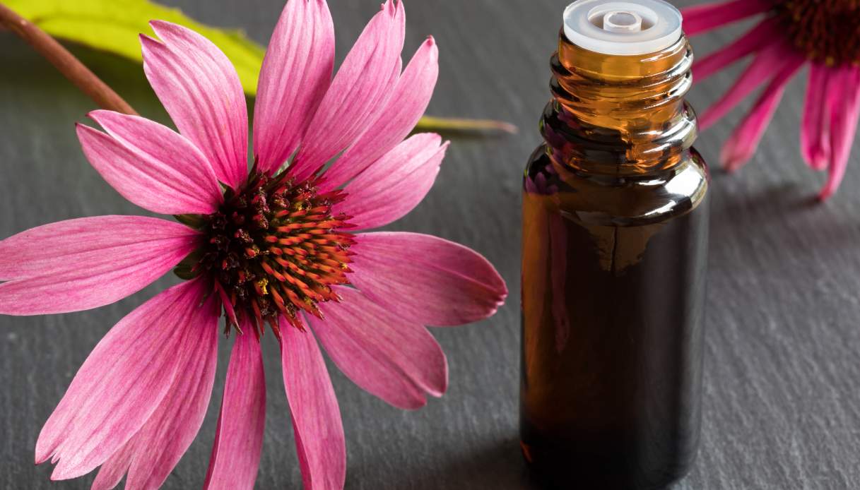 Echinacea: benefici, utilizzi e integratori