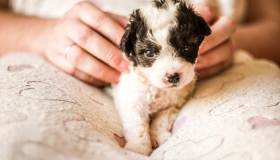 L’arrivo di un cucciolo in famiglia: come accogliere il nuovo cagnolino nel miglior modo possibile