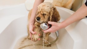 Cure quotidiane, igiene e tolettatura