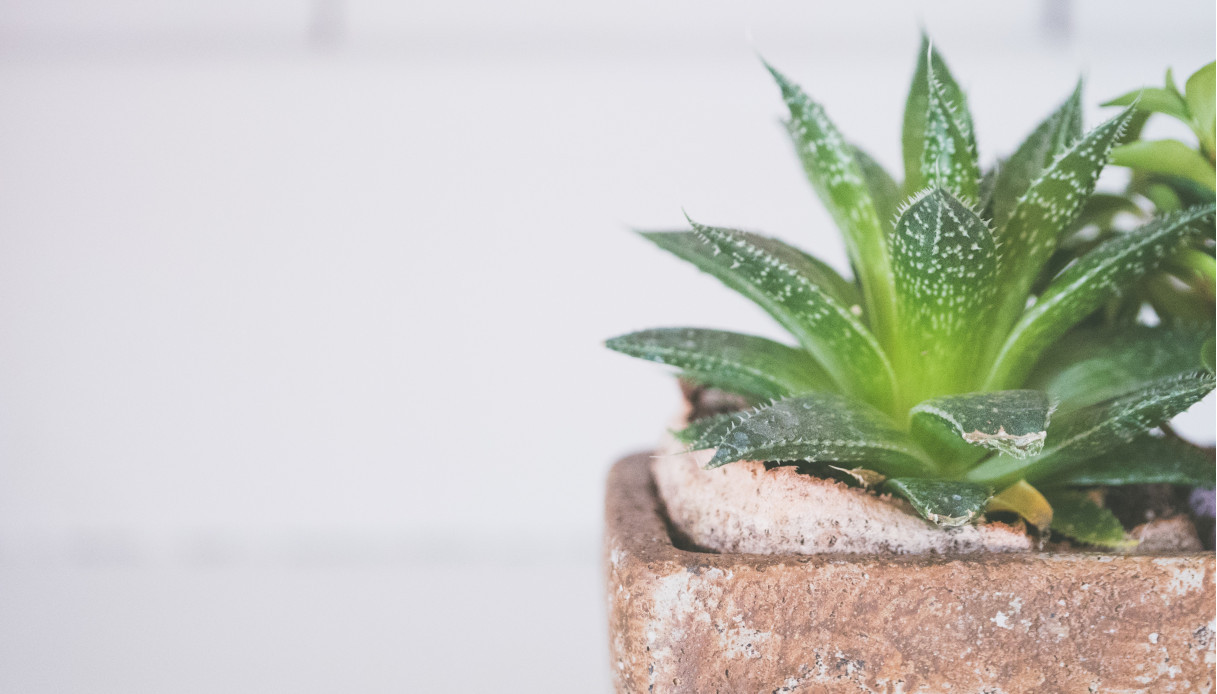 Maschera contorno occhi aloe vera