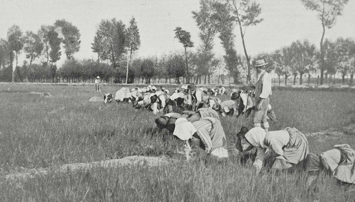 Storia delle mondine