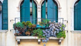 Piante ricadenti da piantare sul terrazzo