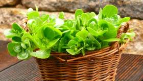 Portulaca: l’erba spontanea che potenzia le tue difese immunitarie