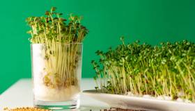 Come far germogliare semi e legumi in casa