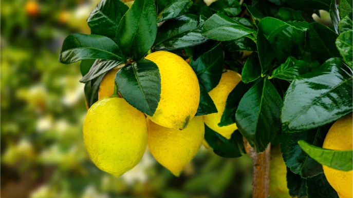 Come far germogliare e piantare i semi di limone