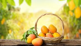Come piantare e coltivare un mango