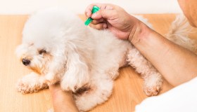 Profilassi stagionale nel cane