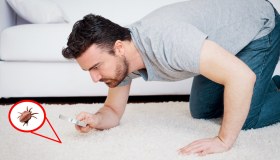 Acari: come si eliminano e cosa fare in caso di punture