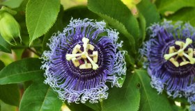 Passiflora: proprietà, benefici e utilizzi
