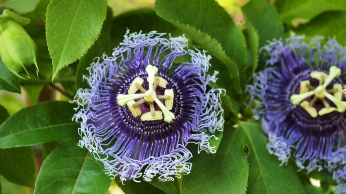 Passiflora: proprietà, benefici e utilizzi