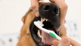 Igiene dentale di cani e gatti