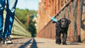 Prime passeggiate al guinzaglio: tutti i consigli