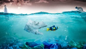 Salviamo gli oceani. Proteggiamo il polmone blu del Pianeta