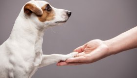 Come favorire la socializzazione del cane con altri cani e persone nuove