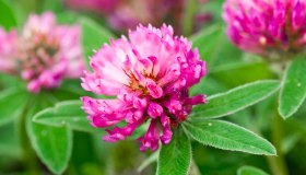 Menopausa precoce: i consigli alimentari per affrontarla con serenità