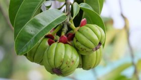 Garcinia cambogia: proprietà, benefici e controindicazioni