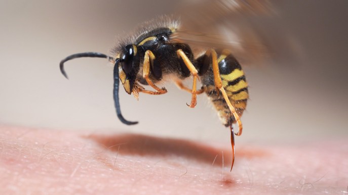 Allergia da puntura di api, vespe e calabroni, come ridurre i rischi