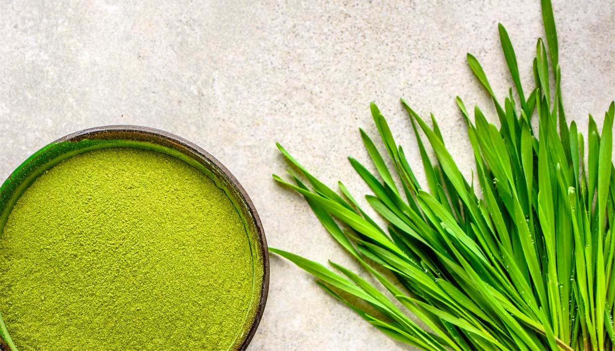 Erba d’orzo: cos’è, proprietà e come coltivarla in casa