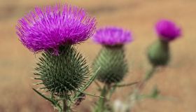 Bardana: proprietà, a cosa serve e come usarla
