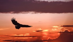 Imparare dalle aquile ad affrontare i cambiamenti