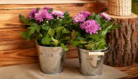 Le piante autunnali per decorare balcone e terrazzo