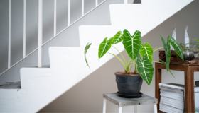 Piante tropicali da tenere in appartamento