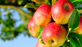 Mela: un aiuto dalla natura per il benessere di cuore e intestino