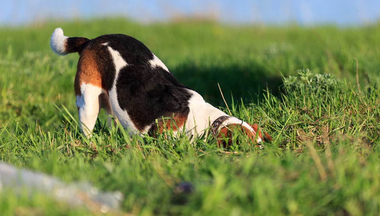 Per i cani, annusare è molto più importante di quanto pensi