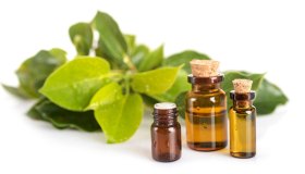 Canfora: cos’è, a cosa serve e come si usa