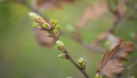 Gemmoterapia: cos’è e cosa cura