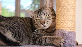 Tiragraffi: 5 migliori modelli per far divertire il tuo gatto