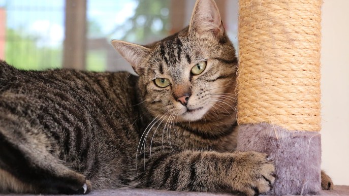 Tiragraffi: 5 migliori modelli per far divertire il tuo gatto