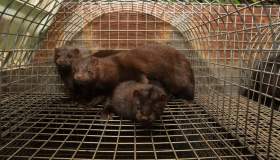 Riaprono gli allevamenti di visoni: perché dobbiamo dire basta