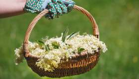 Raccogliere piante selvatiche (e infestanti) fa bene. Anche al pianeta