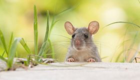 Cosa significa sognare un topo: cosa dice la psicologia