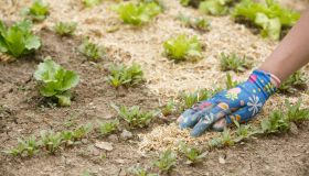 Agricoltura biodinamica: cos’è e come funziona