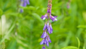 Galega: proprietà, benefici e a cosa serve