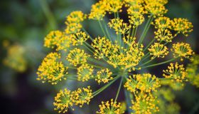 Finocchio selvatico: un rimedio utile per sgonfiare la pancia e favorire la digestione