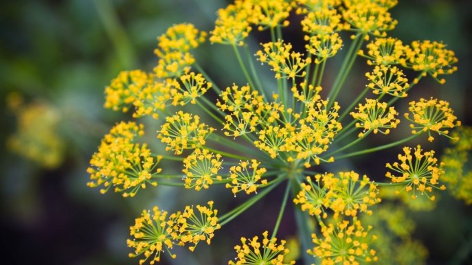 Finocchio selvatico: un rimedio utile per sgonfiare la pancia e favorire la digestione