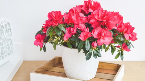 Un’azalea per la Festa della Mamma contro i tumori femminili